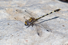 Progomphus borealis