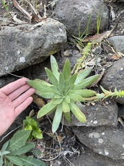 Dudleya candelabrum
