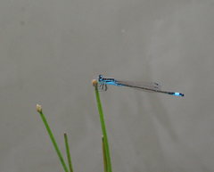 Ischnura elegans malikovae