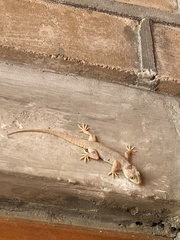 Hemidactylus flaviviridis