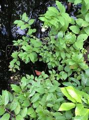 Limenitis archippus floridensis