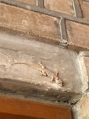 Hemidactylus flaviviridis