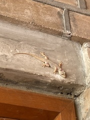 Hemidactylus flaviviridis