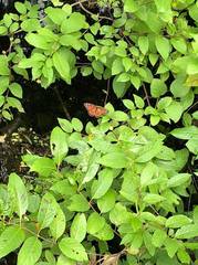 Limenitis archippus floridensis