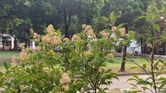 Syzygium acuminatissimum