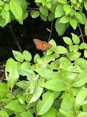 Limenitis archippus floridensis