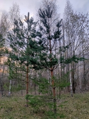 Pinus sylvestris