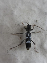 Rhaphuma diminuta