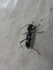 Rhaphuma diminuta