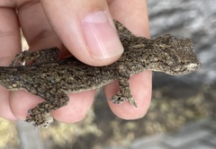 Gekko swinhonis