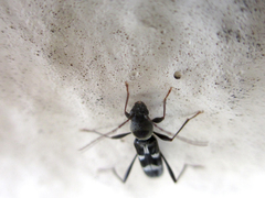 Rhaphuma diminuta
