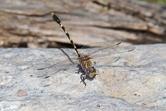 Progomphus borealis