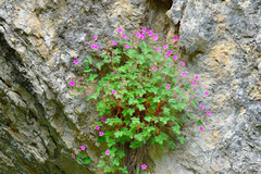 Geranium cataractarum