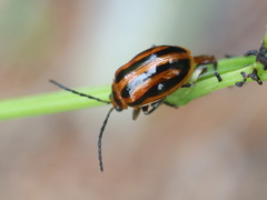 Oides seminigra