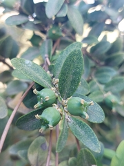 Buxus sempervirens