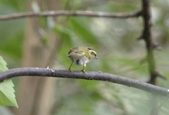 Phylloscopus claudiae