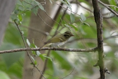 Phylloscopus claudiae
