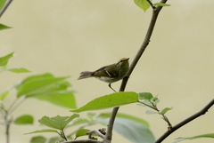 Phylloscopus proregulus