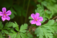 Geranium cataractarum