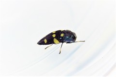 Astraeus pygmaeus