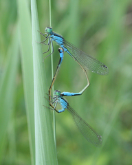 Ischnura elegans malikovae