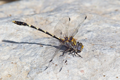 Progomphus borealis