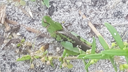 Chortophaga australior