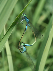Ischnura elegans malikovae