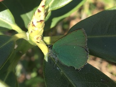 Callophrys chalybeitincta