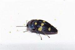 Astraeus pygmaeus