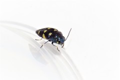 Astraeus pygmaeus