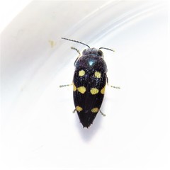 Astraeus pygmaeus