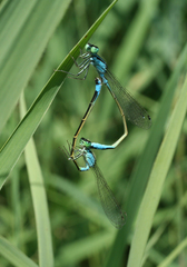 Ischnura elegans malikovae