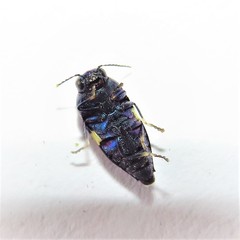 Astraeus pygmaeus