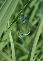 Ischnura elegans malikovae