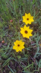 Coreopsis leavenworthii