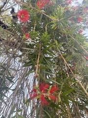 Melaleuca viminalis viminalis