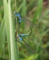Ischnura elegans malikovae
