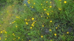 Coreopsis leavenworthii