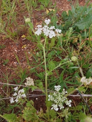 Daucus muricatus