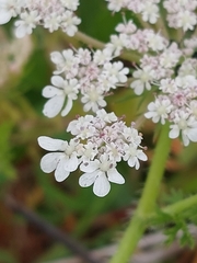Daucus muricatus