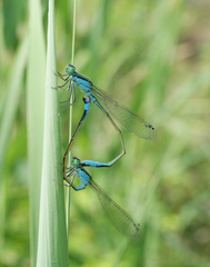 Ischnura elegans malikovae