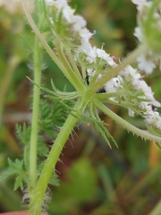 Daucus muricatus