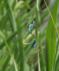 Ischnura elegans malikovae