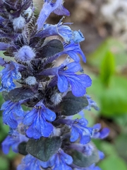 Ajuga reptans