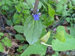 Ajuga reptans