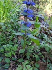 Ajuga reptans
