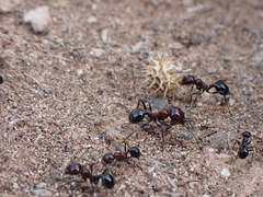 Messor minor hesperius