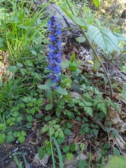 Ajuga reptans