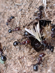 Messor minor hesperius